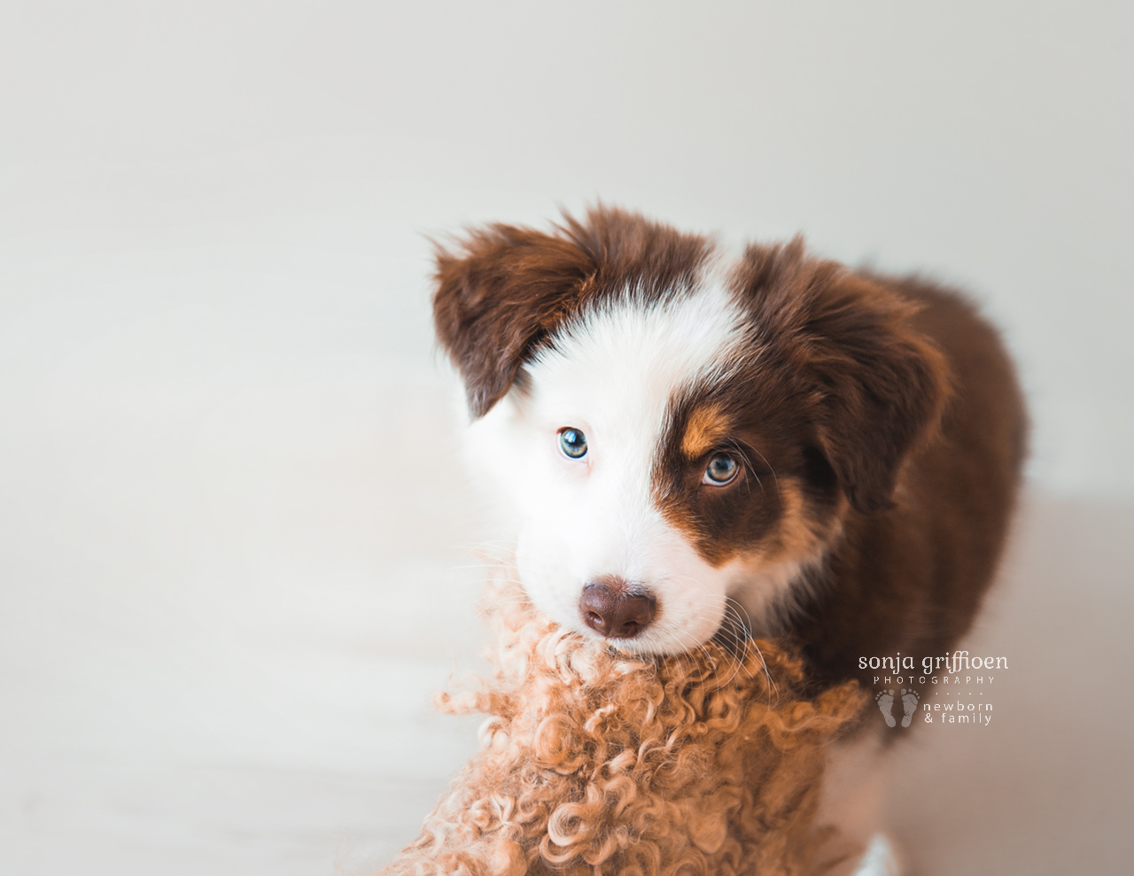 Bailey-8-weeks-Brisbane-Newborn-Photographer-Sonja-Griffioen-01b.jpg