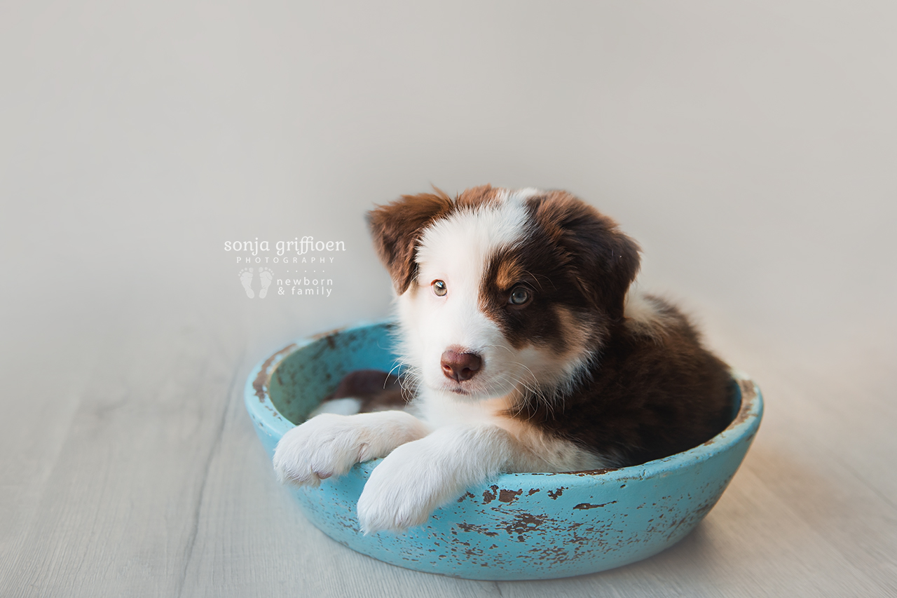 Bailey-8-weeks-Brisbane-Newborn-Photographer-Sonja-Griffioen-02.jpg