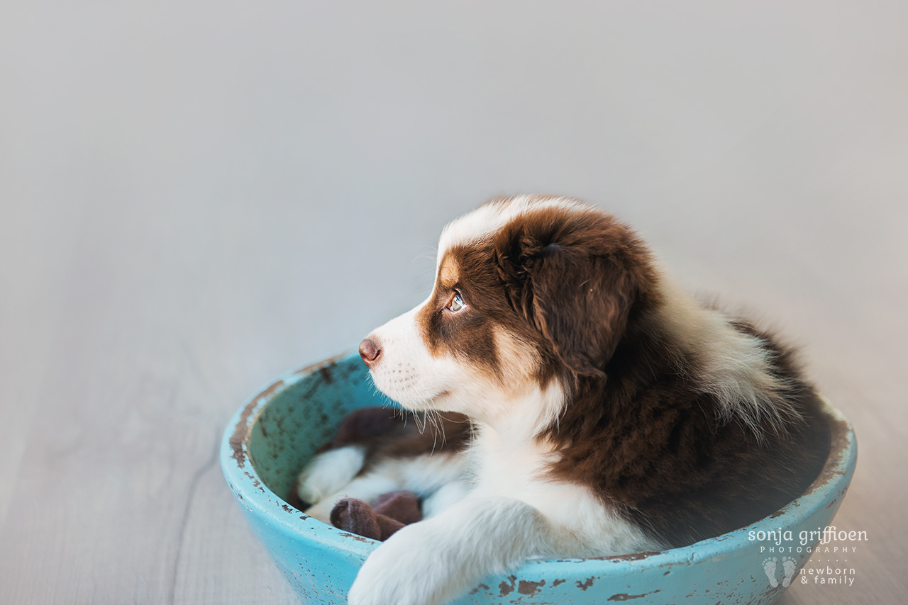 Bailey-8-weeks-Brisbane-Newborn-Photographer-Sonja-Griffioen-03.jpg