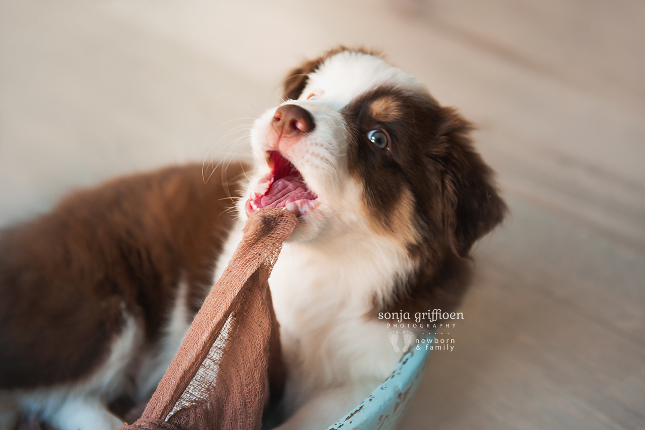 Bailey-8-weeks-Brisbane-Newborn-Photographer-Sonja-Griffioen-04.jpg