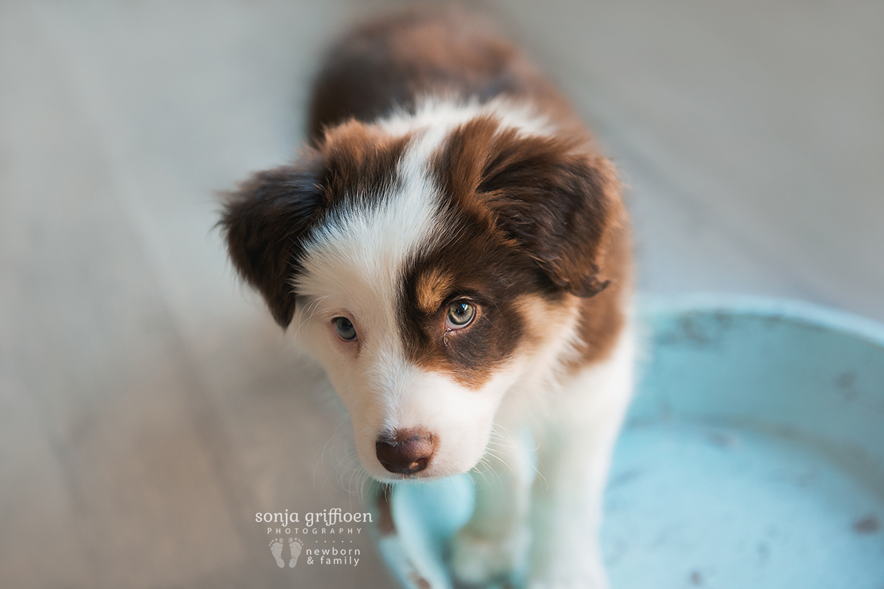 Bailey-8-weeks-Brisbane-Newborn-Photographer-Sonja-Griffioen-06.jpg