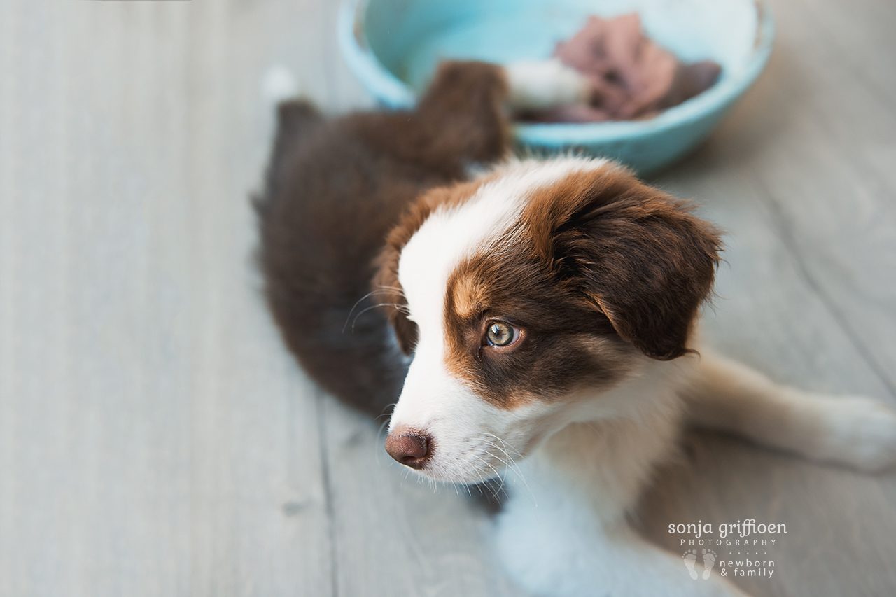 Bailey-8-weeks-Brisbane-Newborn-Photographer-Sonja-Griffioen-07.jpg