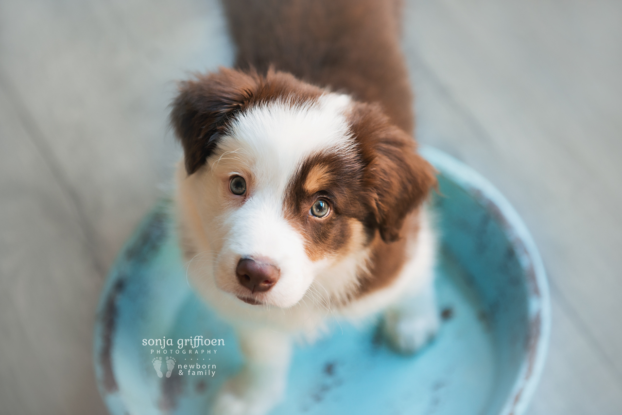 Bailey-8-weeks-Brisbane-Newborn-Photographer-Sonja-Griffioen-09.jpg